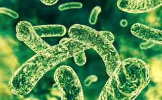 Changing Good Gut Bacteria May Help Melanoma Treatment 