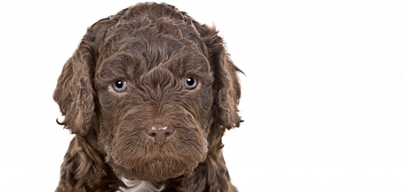 Labradoodle Puppy --- Image by © Justin Paget/Corbis