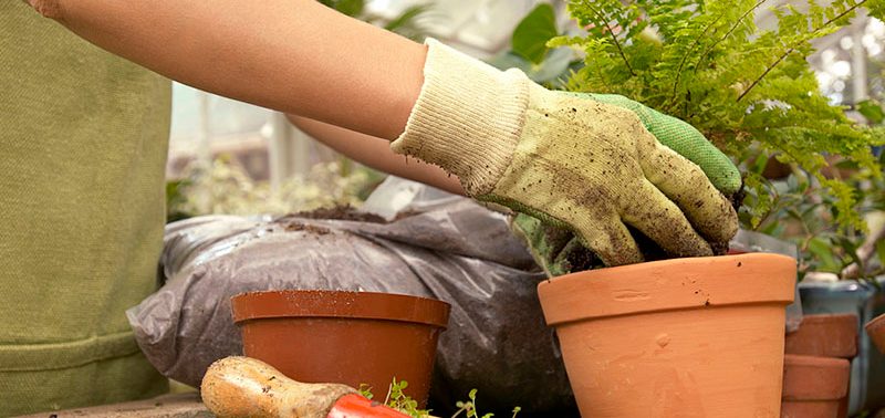 42-19652009 Woman planting a fern --- Image by © Peter Frank/Corbis