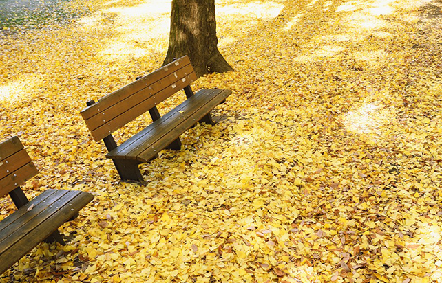 10 Jun 2015 --- Fallen leaves in a city park --- Image by © Corbis