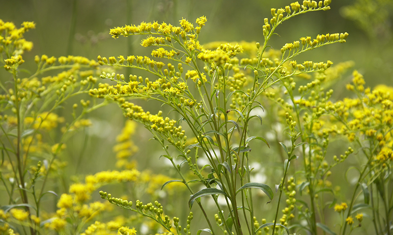 Goldenrod, Ontario, Canada --- Image by © Radius Images/Corbis