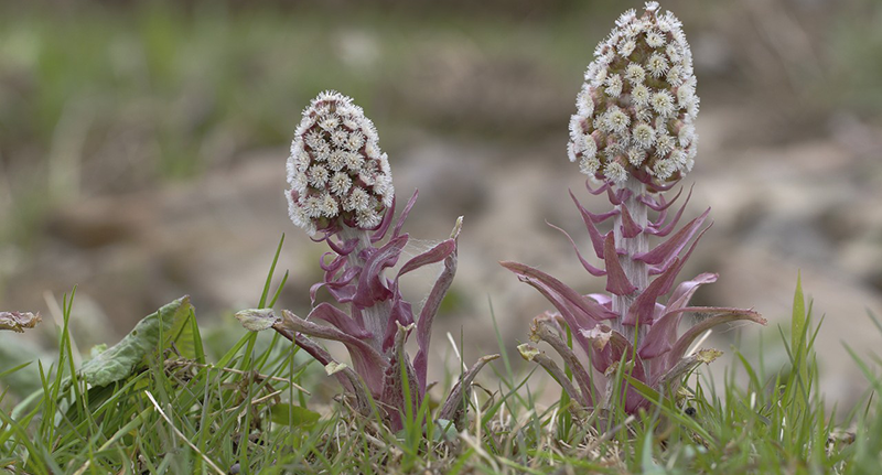42-74649939 11 Apr 2015, Rhineland, Germany --- Common Butterbur (Petasites hybridus), flowering, North Rhine-Westphalia, Germany, Europe --- Image by © Friedhelm Adam/imageBROKER/Corbis