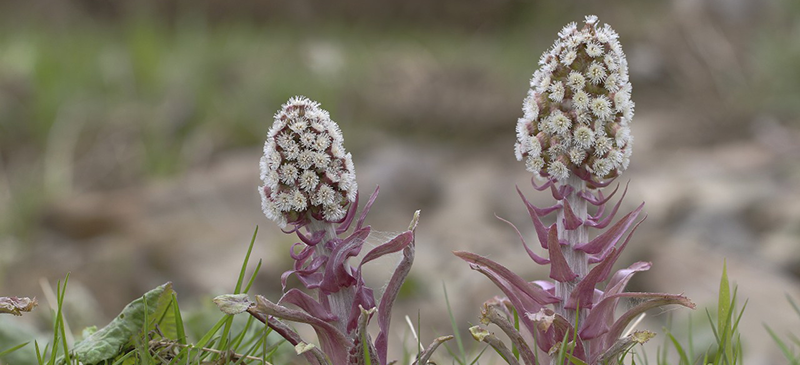 Do Holistic and Herbal Remedies and Essential Oils Really Work for Allergies?