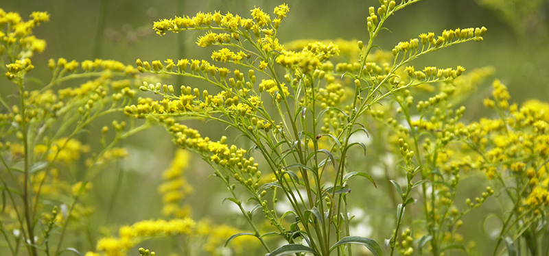42-21022545 Goldenrod, Ontario, Canada --- Image by © Radius Images/Corbis