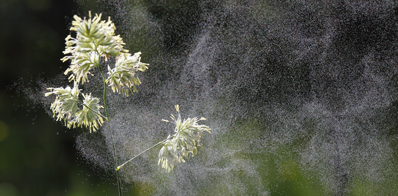42-61919923 Germany --- Cocks Foot or Orchard Grass (Dactylis glomerata) with flying pollen, Germany, Europe --- Image by © Martin Siepmann/imageBROKER/Corbis