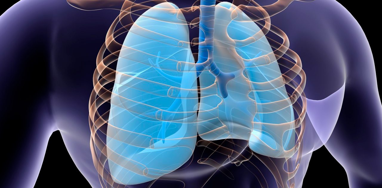 01 Sep 2013 --- Conceptual image of human lungs and rib cage. --- Image by © Stocktrek Images/Corbis