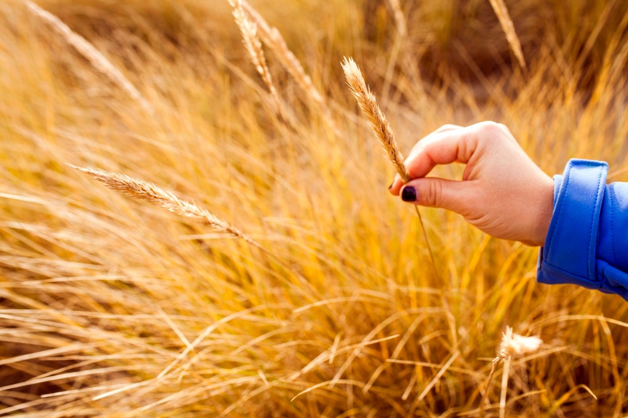 29 Dec 2013, Cannon Beach, Oregon, USA --- Caucasian woman holding wheat stalk --- Image by © Adam Hester/Blend Images/Corbis