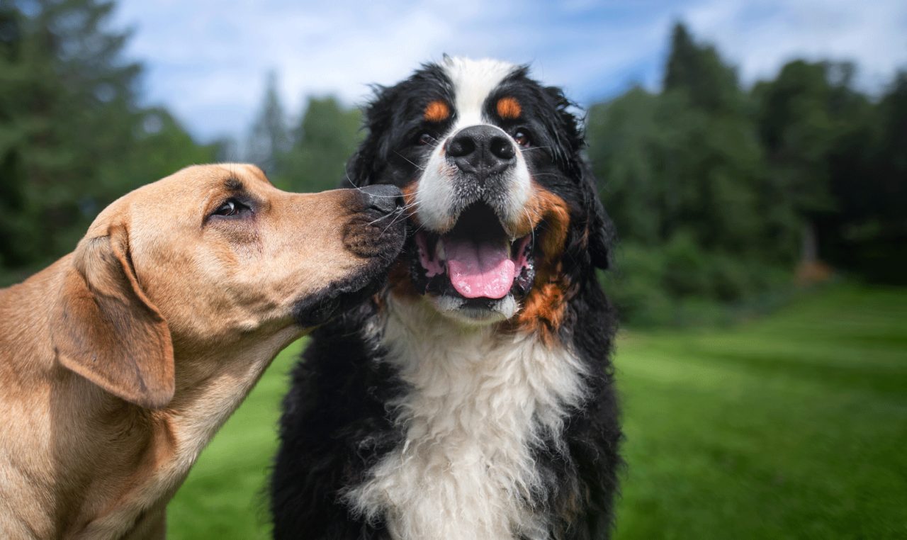 Hypoallergenic Dogs Don’t Cause Fewer Allergic Symptoms