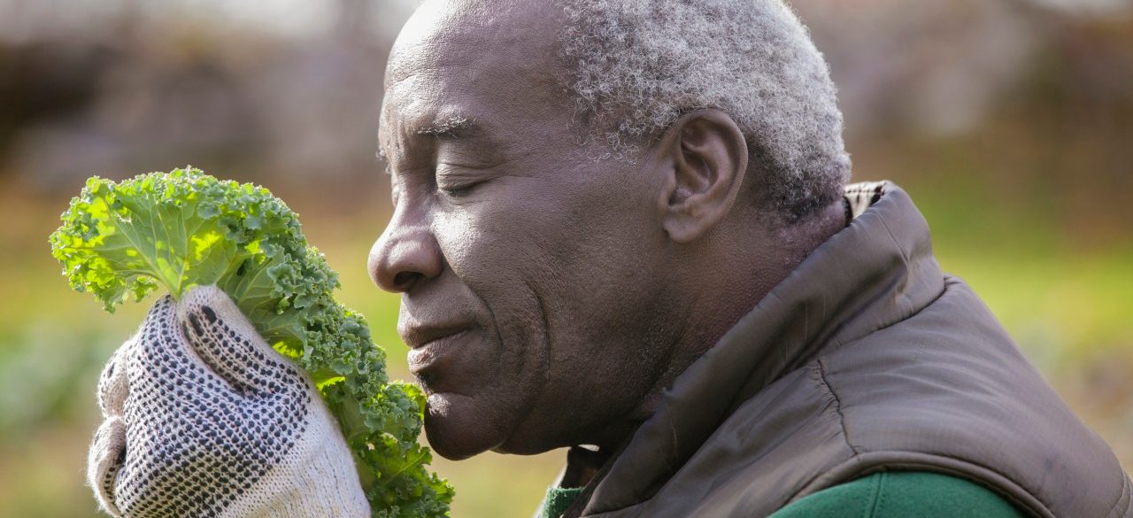 0042-11-30T00:00:00.000Z 18 Oct 2012 --- Senior couple gardening in cabbage bed --- Image by © Cavan Images/Corbis