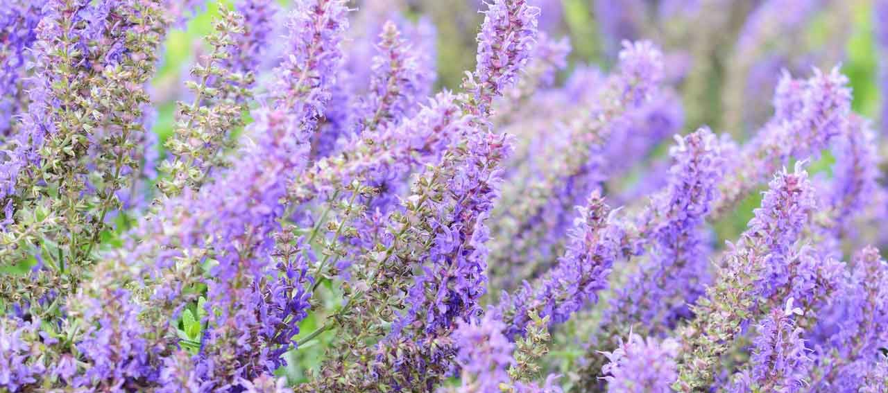How to Improve Your Memory and Mood with Sage