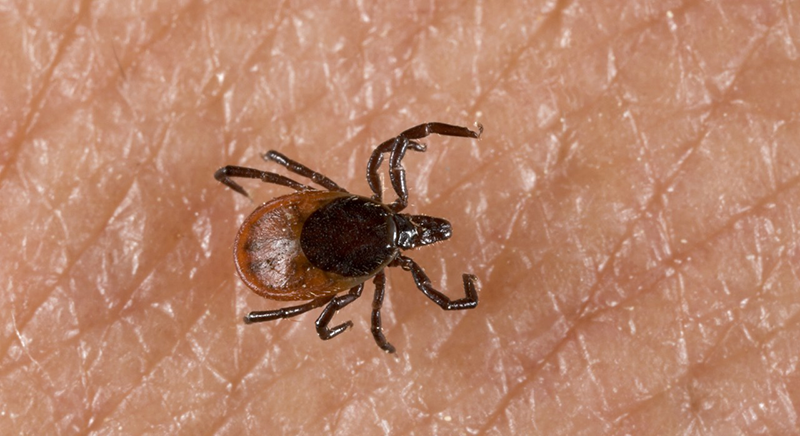 Is Diagnosing Lyme Disease Difficult?