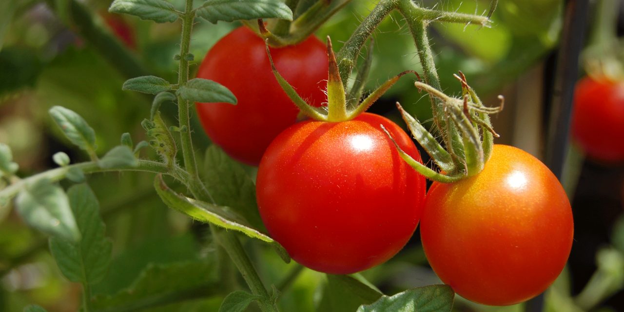 Do Tomatoes Decrease Your Risk for Prostate Cancer?