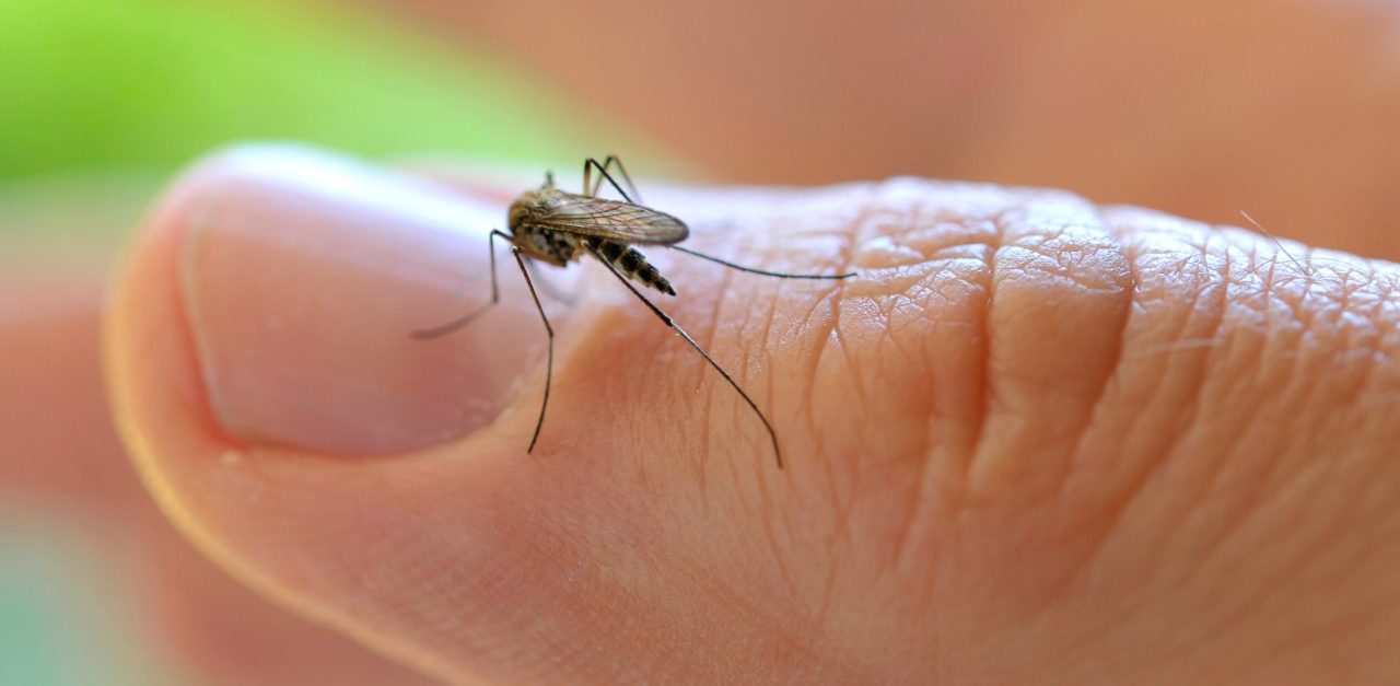 Common House Mosquito (Culex pipiens), on a finger --- Image by © ulrich niehoff/imageBROKER/Corbis