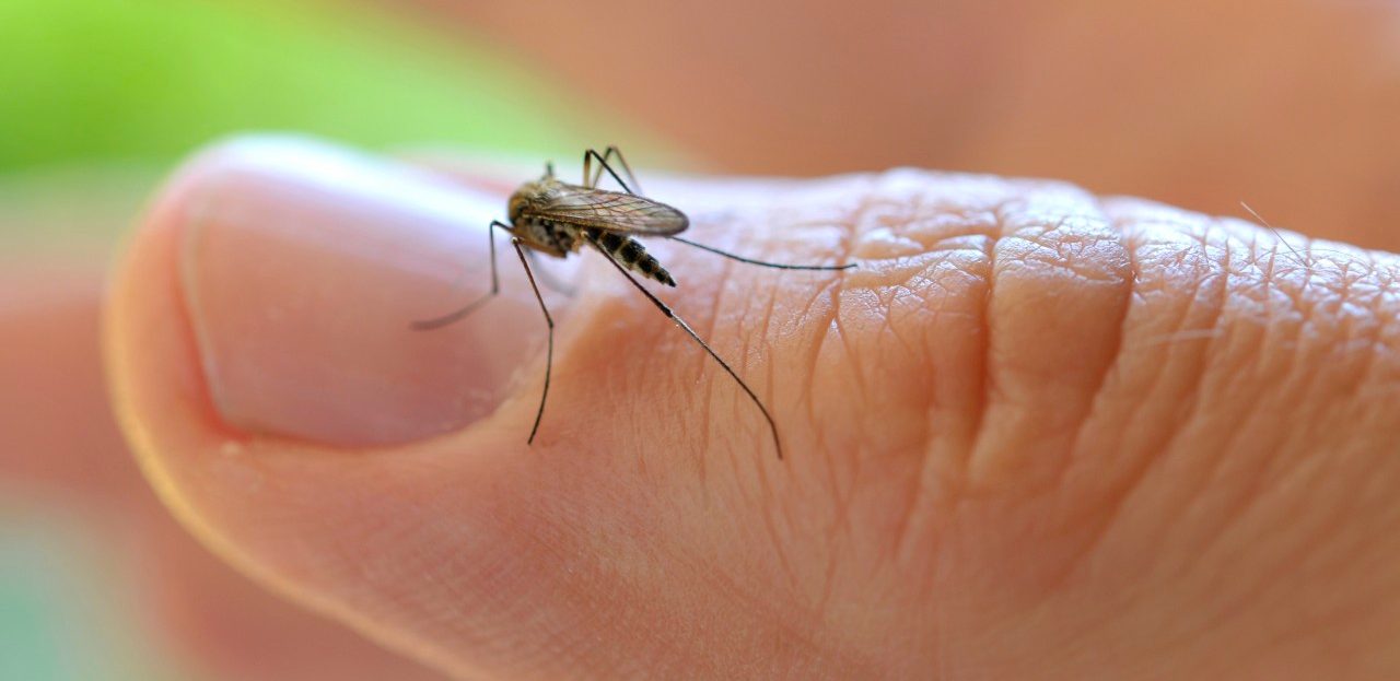 0042-11-30T00:00:00.000Z Common House Mosquito (Culex pipiens), on a finger --- Image by © ulrich niehoff/imageBROKER/Corbis