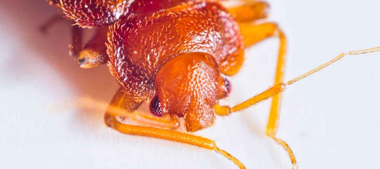 A closeup of a bed bug