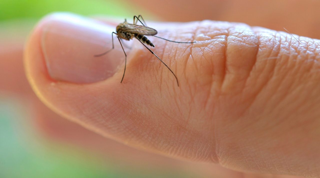 Common House Mosquito (Culex pipiens), on a finger --- Image by © ulrich niehoff/imageBROKER/Corbis
