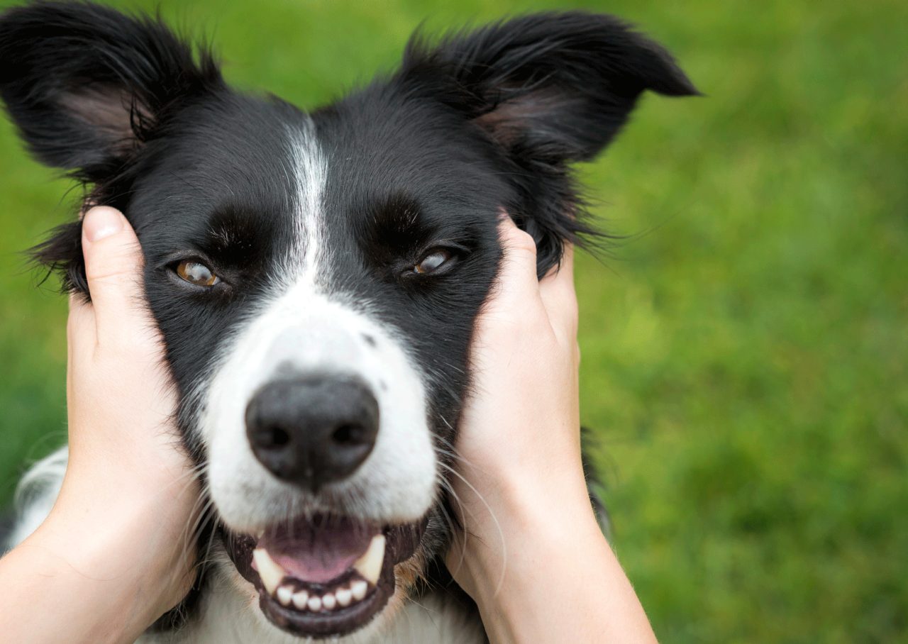 Your Dog Can Help Your Anxiety
