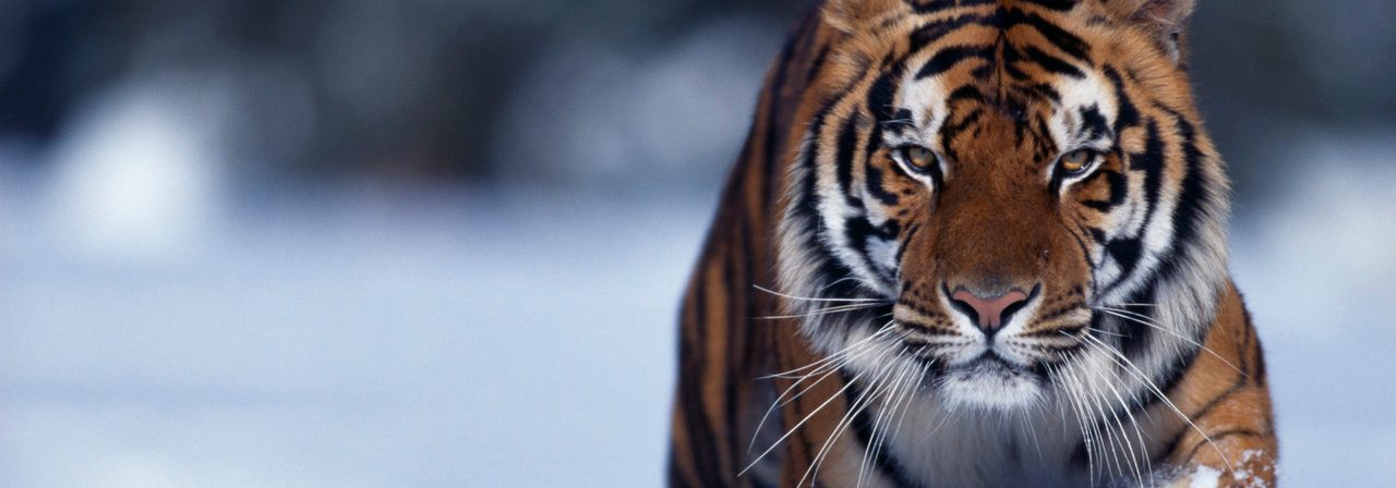 California, USA --- Bengal Tiger Walking in Snow --- Image by © DLILLC/Corbis