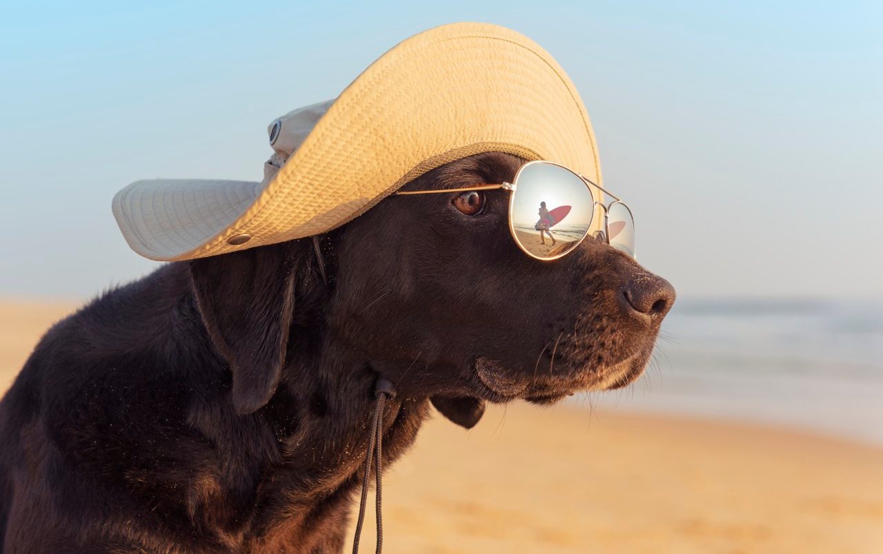 Dog looking at woman surfer at the beach --- Image by © Ben Welsh/Corbis