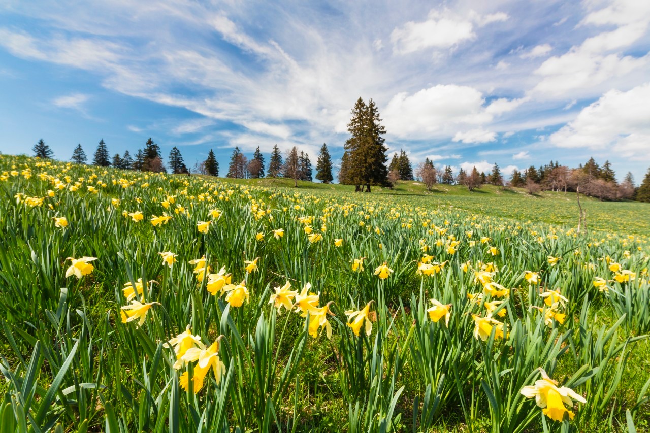 05 May 2014, Switzerland --- Botanical yellow Daffodil (Narcissus pseudonarcissus) on an alpine meadow by evergreen trees in the background --- Image by © Frank Lukasseck/Corbis