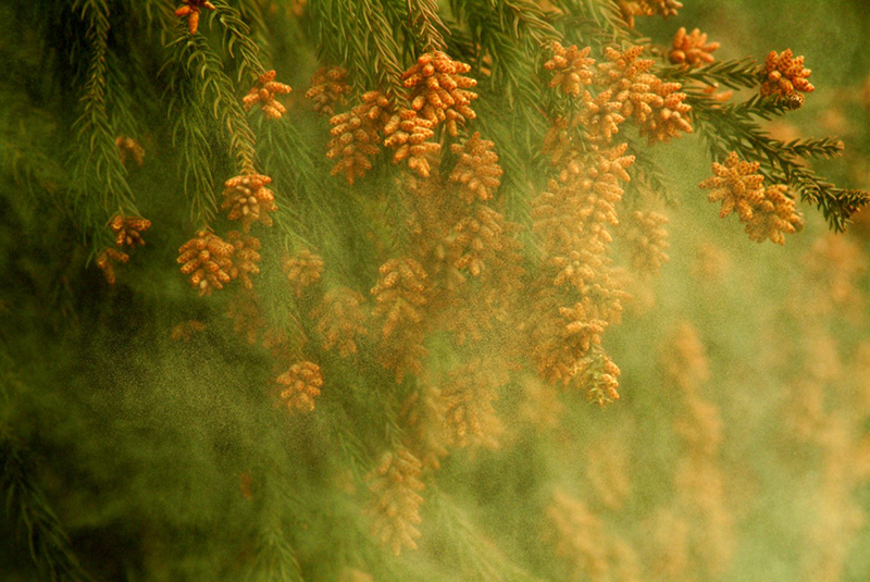 Cedar tree pollen, --- Image by © GYRO PHOTOGRAPHY/amanaimages/Corbis