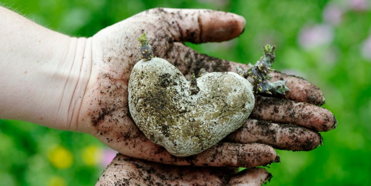 17 May 2013, Germany --- Woman's hands holding heart shaped potao --- Image by © Lisa und Wilfried Bahnmüller/Westend61/Corbis