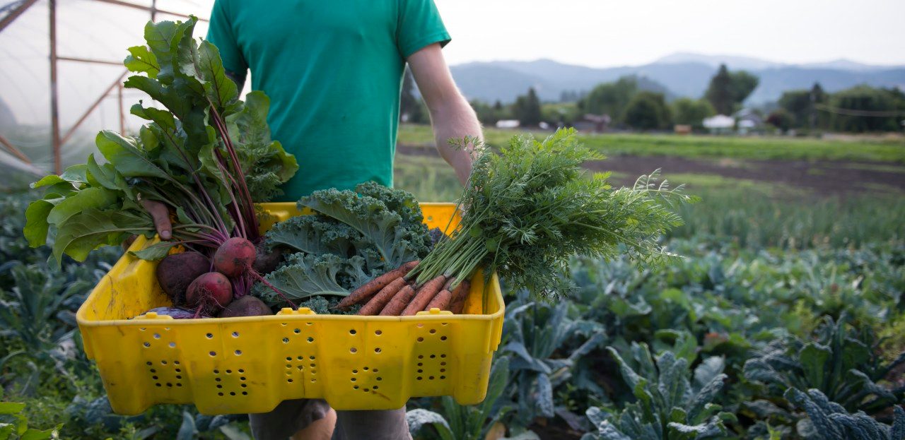How to Avoid Pesticides with Organic Foods