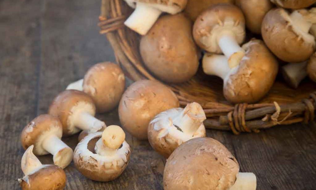 How to Grow Your Own Mushrooms