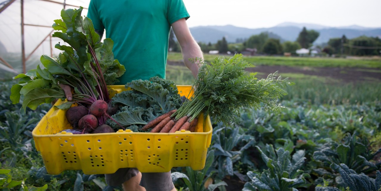 08 Aug 2014, Leavenworth, Washington State, USA --- Ryan Paulsness holds a basket of organic produce. --- Image by © Alasdair Turner / Aurora Photos/www.auroraphotos.com/Corbis