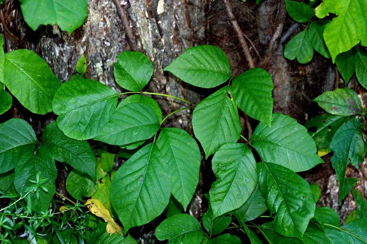  Poison ivy, Poison Sumac, poison oak, stinging nettle, itchy skin, catus, wild parsnip