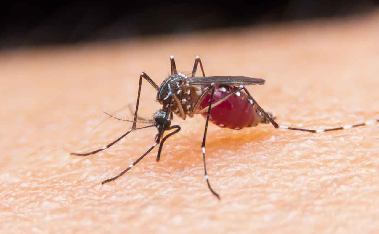 Beyond the itch or sting, bug bites can cause serious health problems.